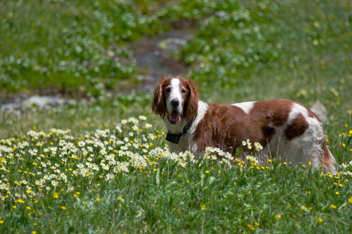 Ирландский красно-белый сеттер (Irish Red and White Setter)