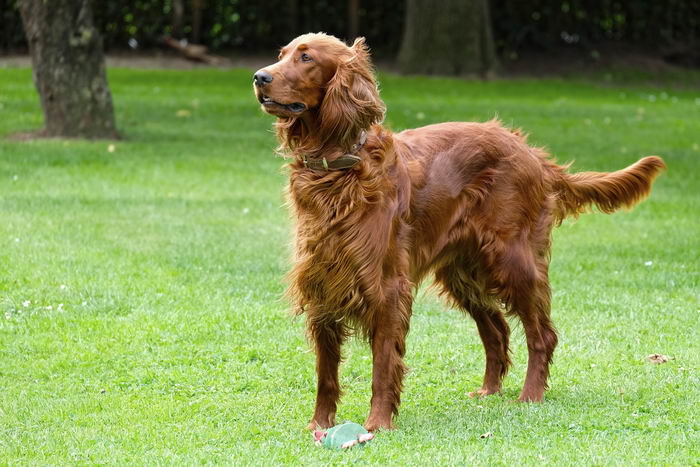 Красный ирландский сеттер (Irish Red Setter)