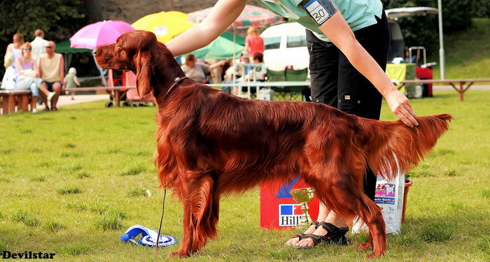 Красный ирландский сеттер (Irish Red Setter)