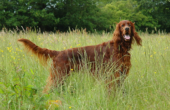 Красный ирландский сеттер (Irish Red Setter)