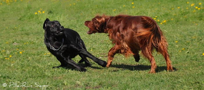 Красный ирландский сеттер (Irish Red Setter)