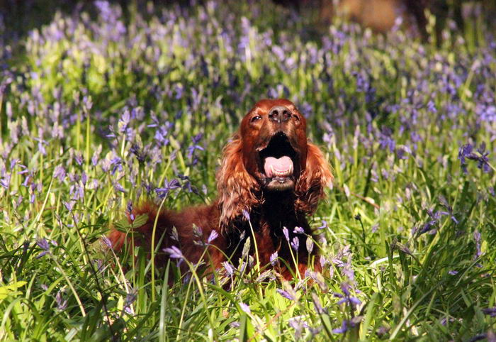 Красный ирландский сеттер (Irish Red Setter)