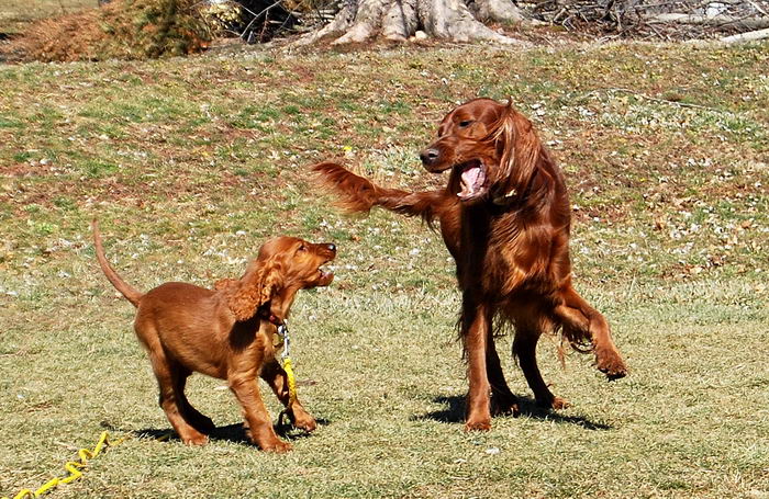 Красный ирландский сеттер (Irish Red Setter)