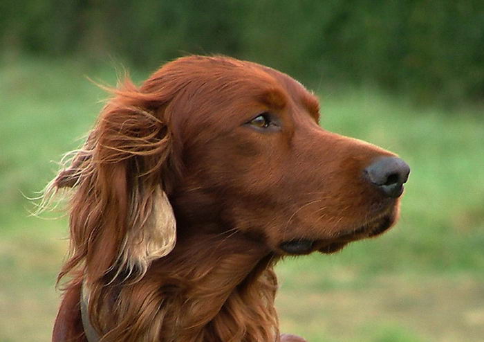 Красный ирландский сеттер (Irish Red Setter)