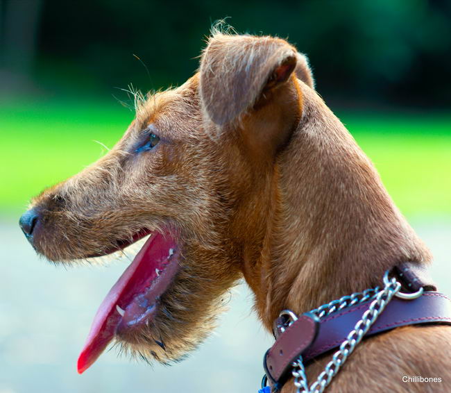 Ирландский терьер (Irish Terrier)