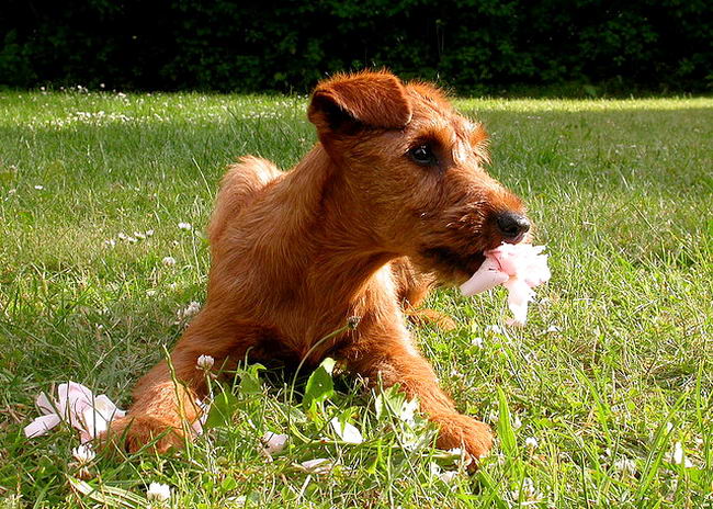 Ирландский терьер (Irish Terrier)