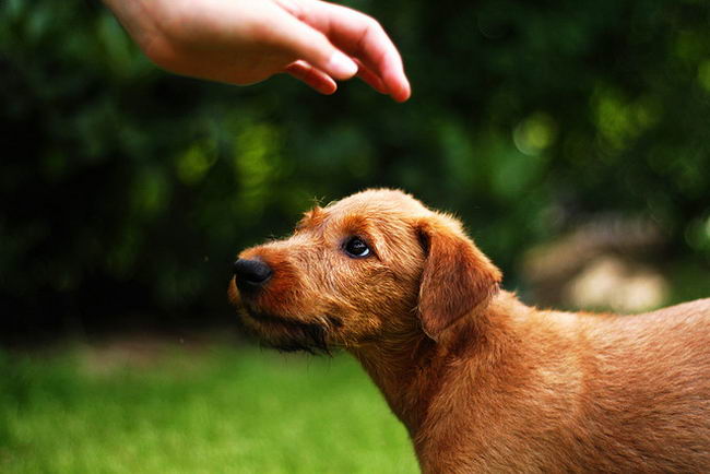 Ирландский терьер (Irish Terrier)