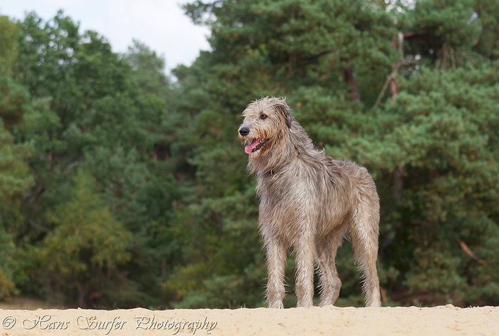 Ирландский волкодав (Irish Wolfhound)