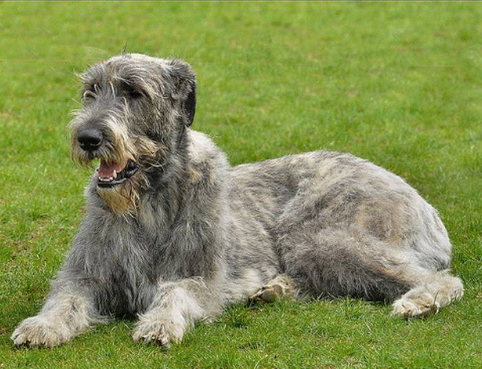 Ирландский волкодав (Irish Wolfhound)