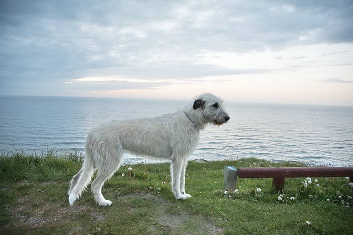 Ирландский волкодав (Irish Wolfhound)