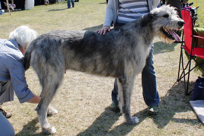 Ирландский волкодав (Irish Wolfhound)