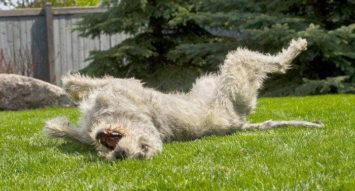 Ирландский волкодав (Irish Wolfhound)