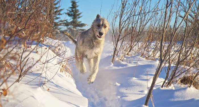 Ирландский волкодав (Irish Wolfhound)