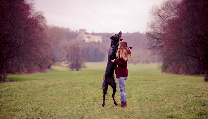 Ирландский волкодав (Irish Wolfhound)