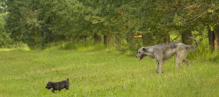 Ирландский волкодав (Irish Wolfhound)