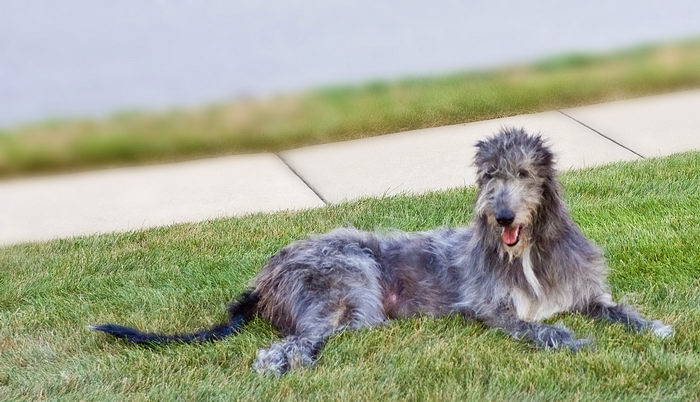 Ирландский волкодав (Irish Wolfhound)