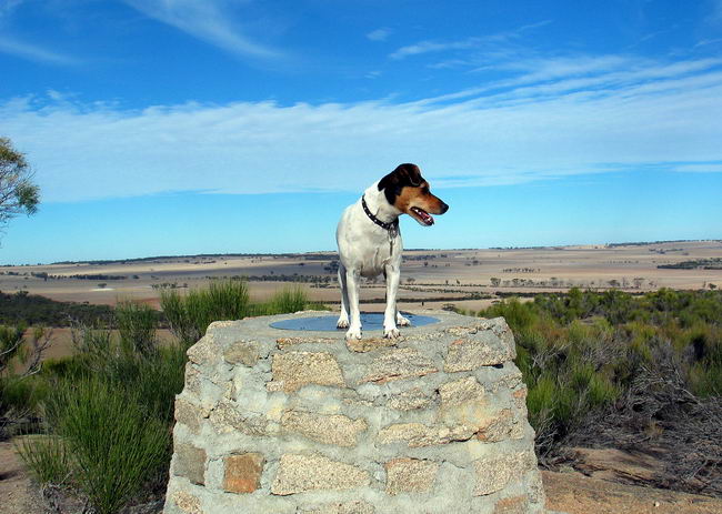 Джек Рассел терьер (Jack Russell Terrier)