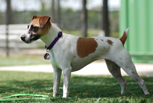 Джек Рассел терьер (Jack Russell Terrier)