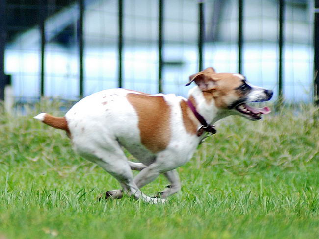 Джек Рассел терьер (Jack Russell Terrier)