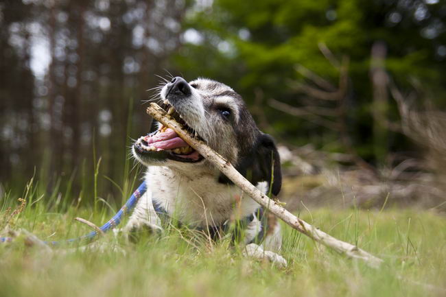 Джек Рассел терьер (Jack Russell Terrier)