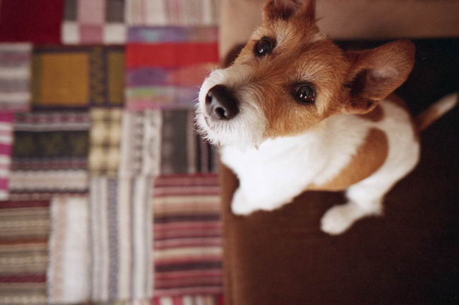 Джек Рассел терьер (Jack Russell Terrier)