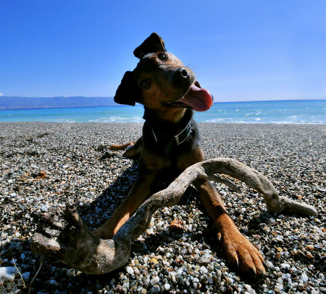 Немецкий ягдтерьер (German Jagdterrier, Jagdterrier)