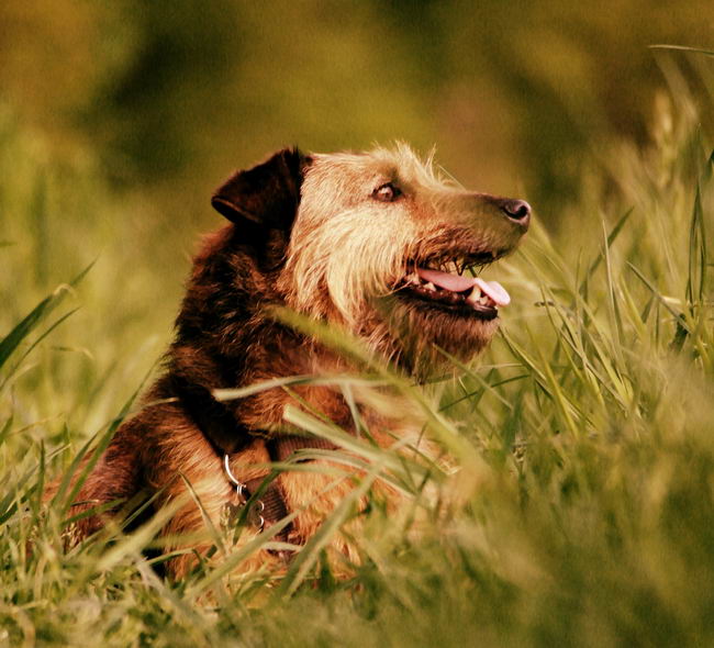 Немецкий ягдтерьер (German Jagdterrier, Jagdterrier)