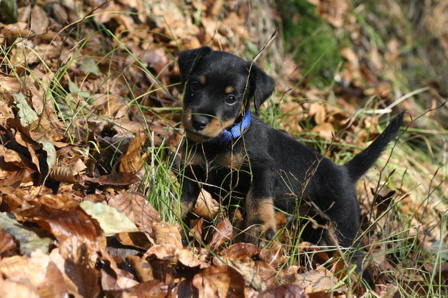 Немецкий ягдтерьер (German Jagdterrier, Jagdterrier)