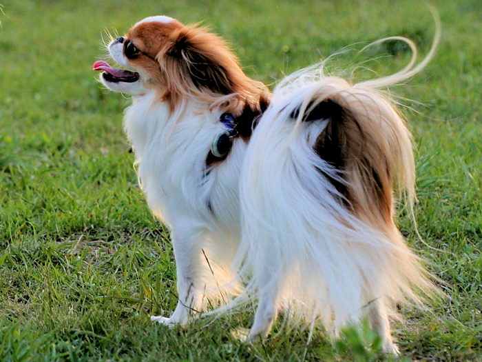 Хин японский Chin (Japanese Chin)