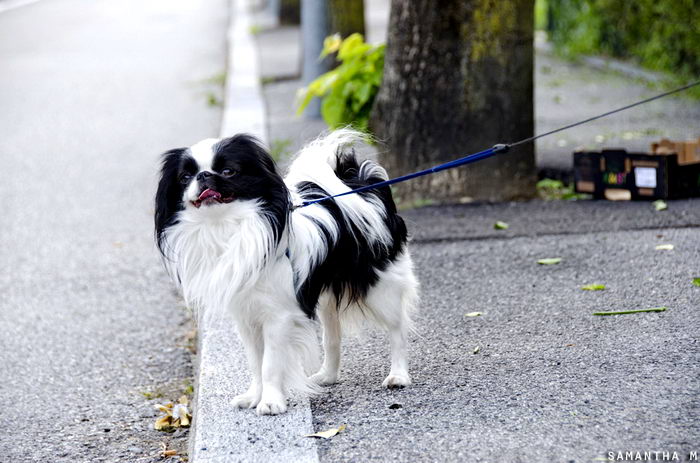 Хин японский Chin (Japanese Chin)