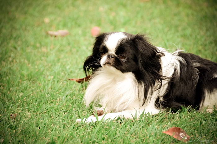 Хин японский Chin (Japanese Chin)