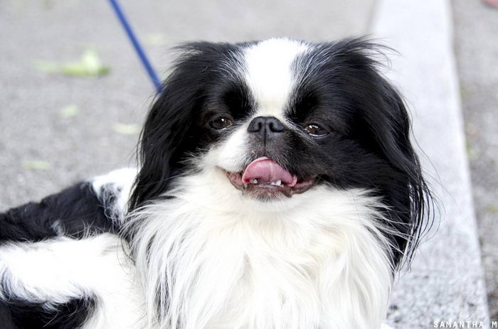 Хин японский Chin (Japanese Chin)