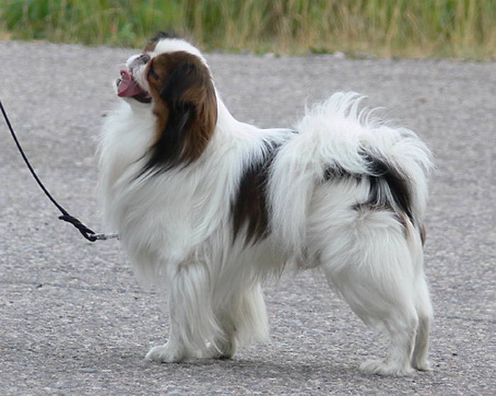 Хин японский Chin (Japanese Chin)