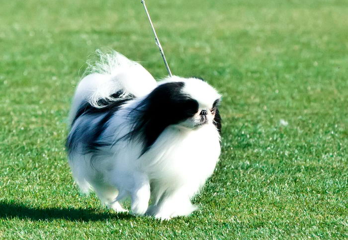 Хин японский Chin (Japanese Chin)