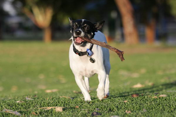 Японский терьер (Japanese Terrier)