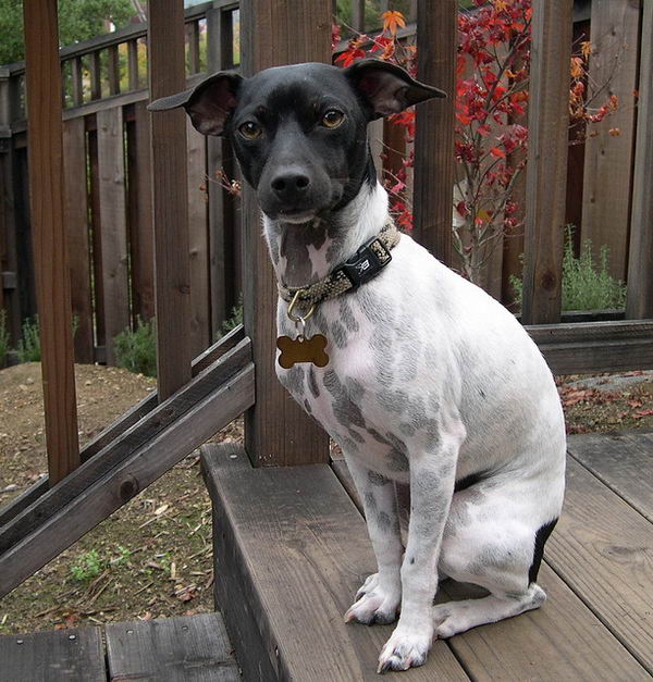 Японский терьер (Japanese Terrier)