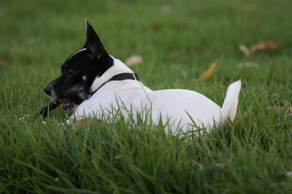 Японский терьер (Japanese Terrier)