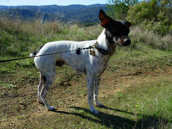 Японский терьер (Japanese Terrier)