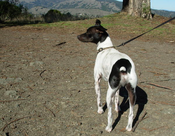 Японский терьер (Japanese Terrier)