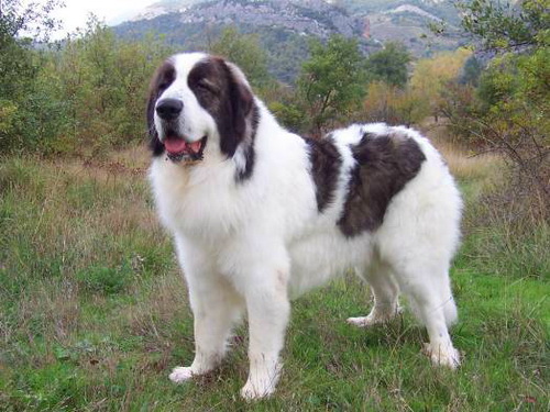 Каракачанская болгарская овчарка (Karakachan sheepdog)