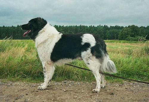 Каракачанская болгарская овчарка (Karakachan sheepdog)