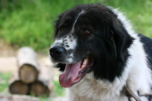 Каракачанская болгарская овчарка (Karakachan sheepdog)