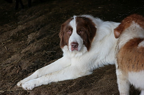 Каракачанская болгарская овчарка (Karakachan sheepdog)