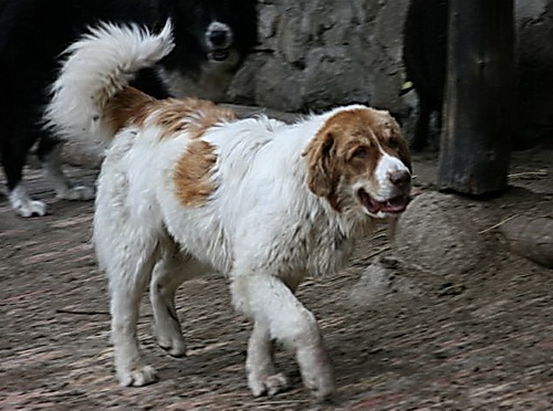 Каракачанская болгарская овчарка (Karakachan sheepdog)