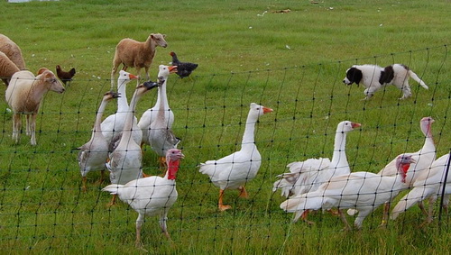 Каракачанская болгарская овчарка (Karakachan sheepdog) - любит побыть пастухом