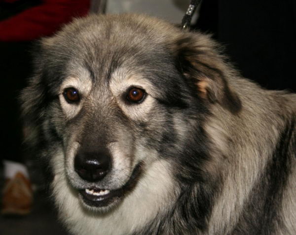 Карстская овчарка (Karst Sheepdog)