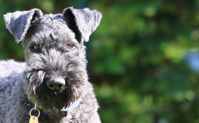 Керри-блю-терьер (Kerry Blue Terrier, Irish Blue Terrier, Kerry)