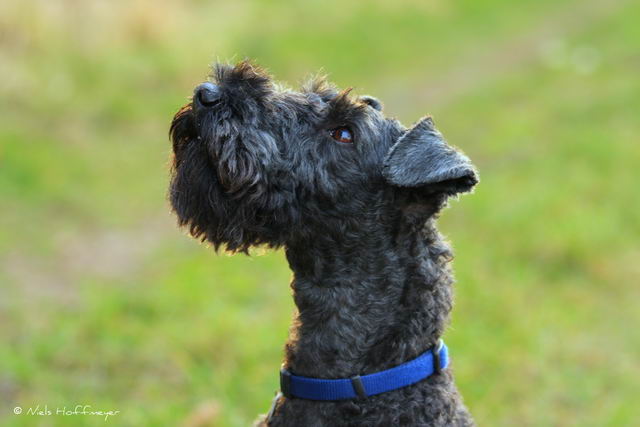 Керри-блю-терьер (Kerry Blue Terrier, Irish Blue Terrier, Kerry)