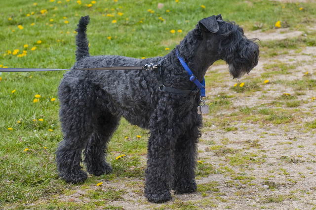 Керри-блю-терьер (Kerry Blue Terrier, Irish Blue Terrier, Kerry)