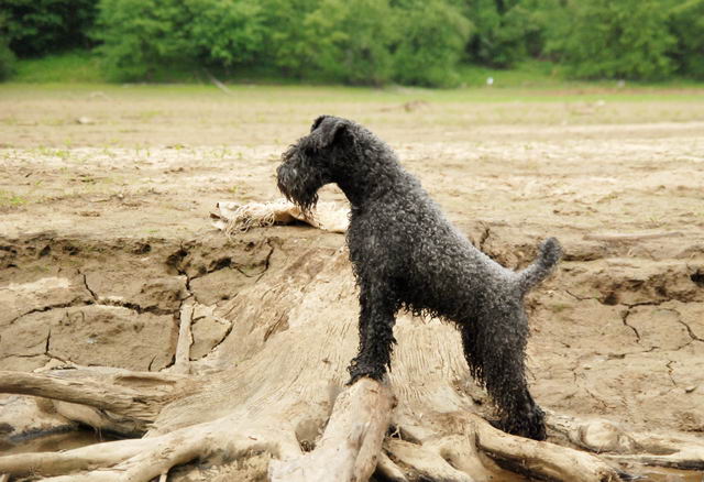 Керри-блю-терьер (Kerry Blue Terrier, Irish Blue Terrier, Kerry)